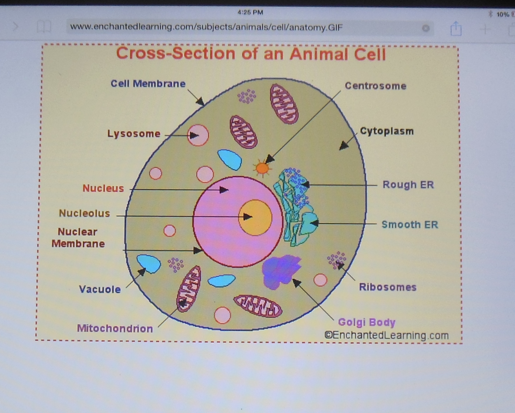 animal cell model project cake