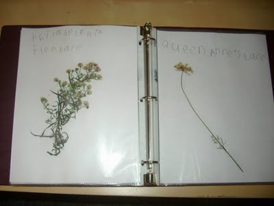 wildflowerbook2