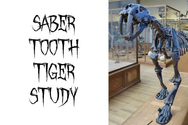 Saber Tooth Tiger Study