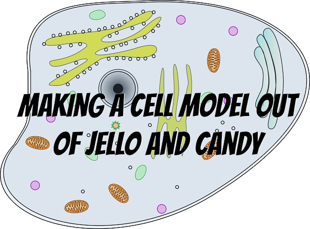 Making a Cell Model out of Jello and Candy