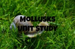 Mollusks Study – Part 2 of our Invertebrates Study