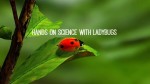 Hands-on Science with Ladybugs