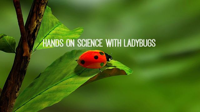 Hands on science with ladybugs