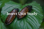 Insect Unit Study
