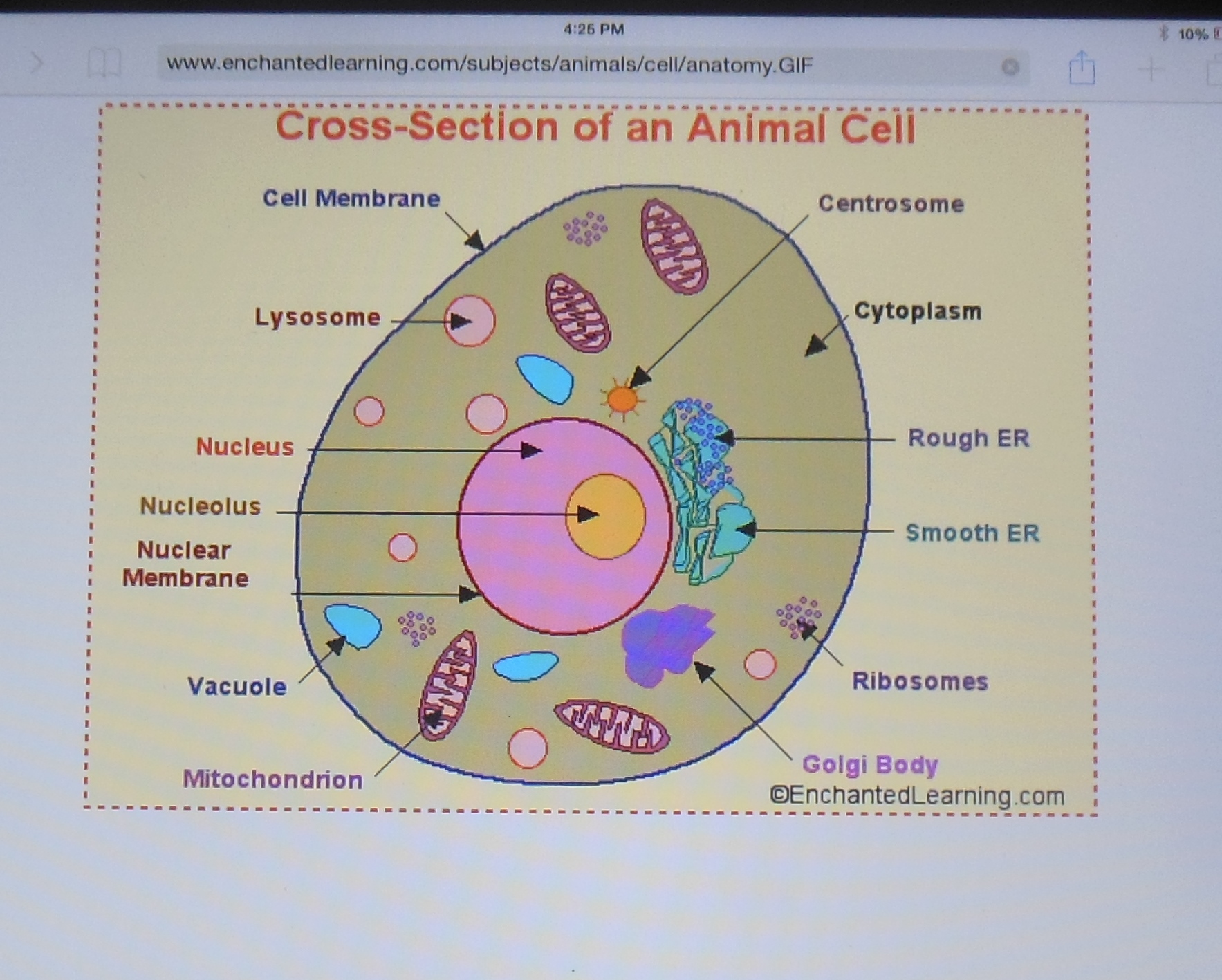 animal cell model 7th grade