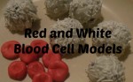 Edible Cell Models