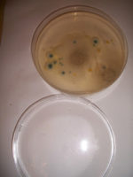 Microbiology for Little Ones – Eclectic Homeschooling