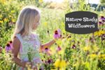 Nature Studies – Wildflowers